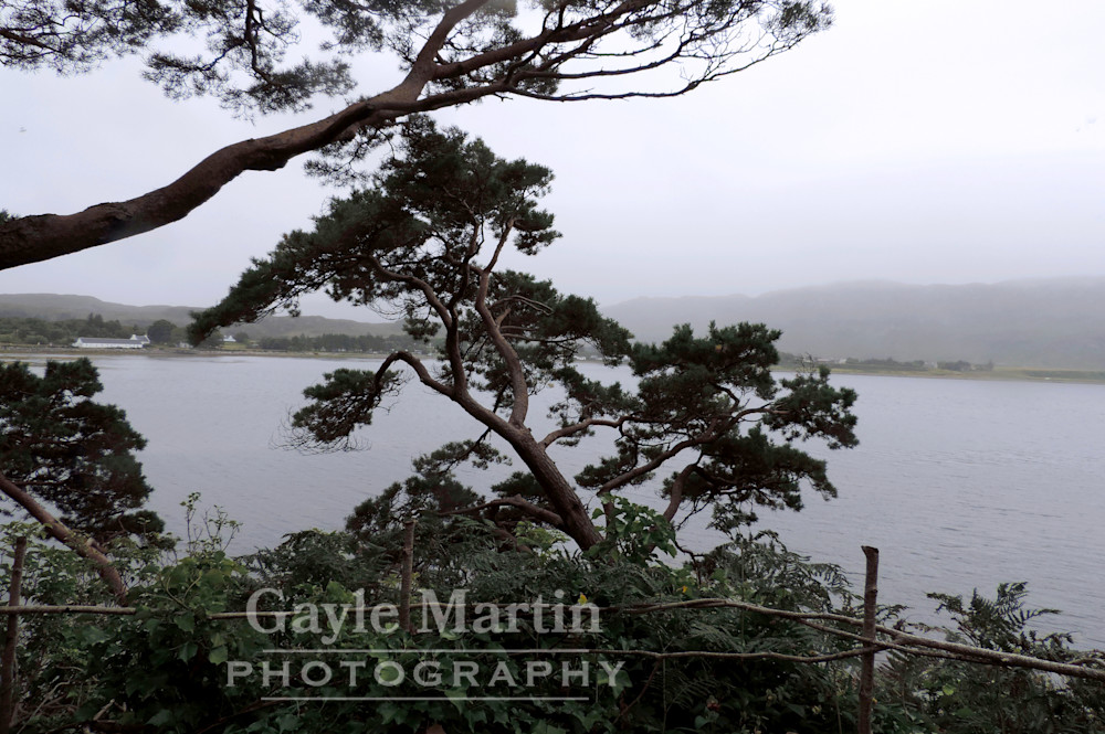 Silvery Lake And Tree Silhouettes At Inverewe Gardens Photography Art | gaylemartin