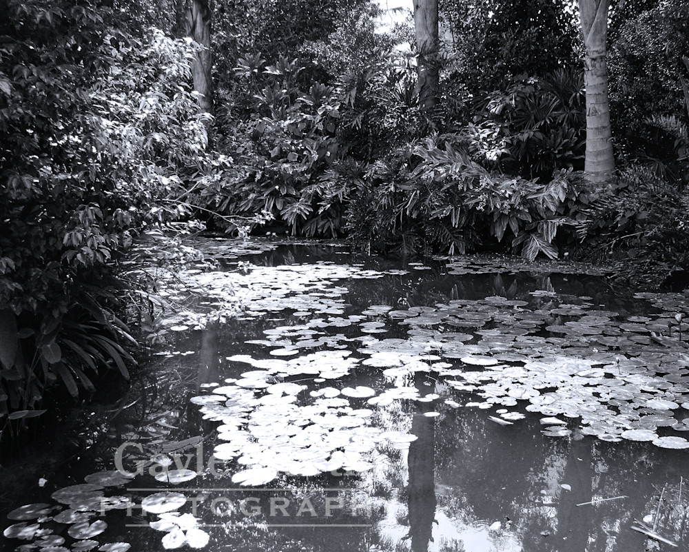A Tropical Pond In Black And White  Photography Art | gaylemartin