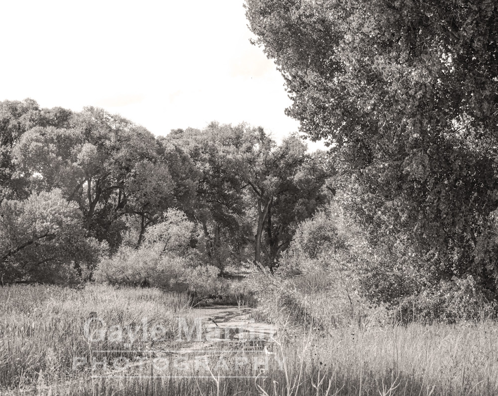 A Creek Near Watson Lake In Black And White Photography Art | gaylemartin