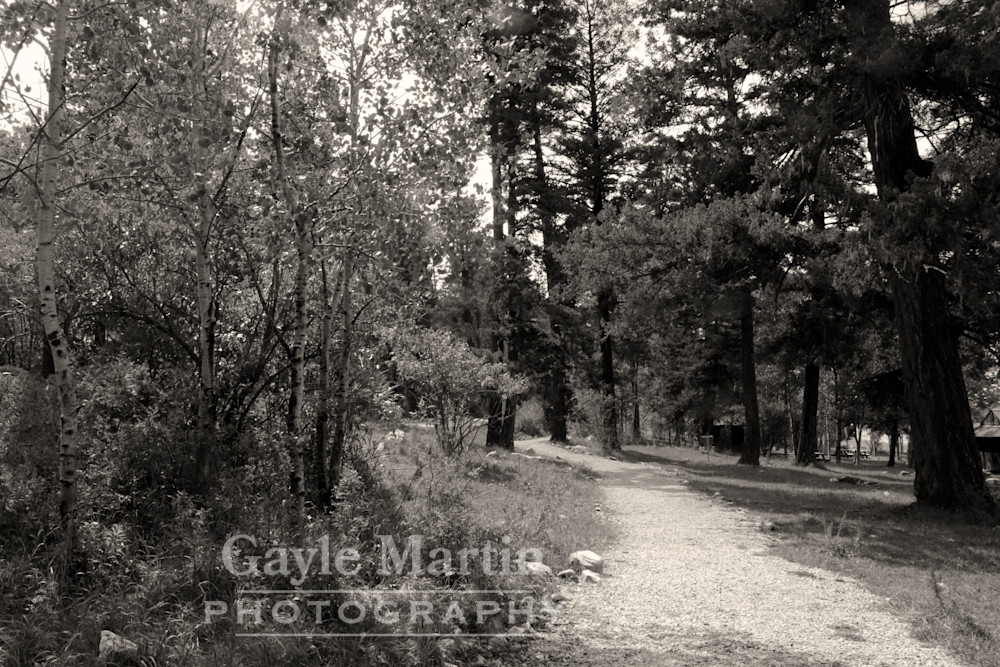 A Path Through A Park In Cloudcroft Photography Art | gaylemartin