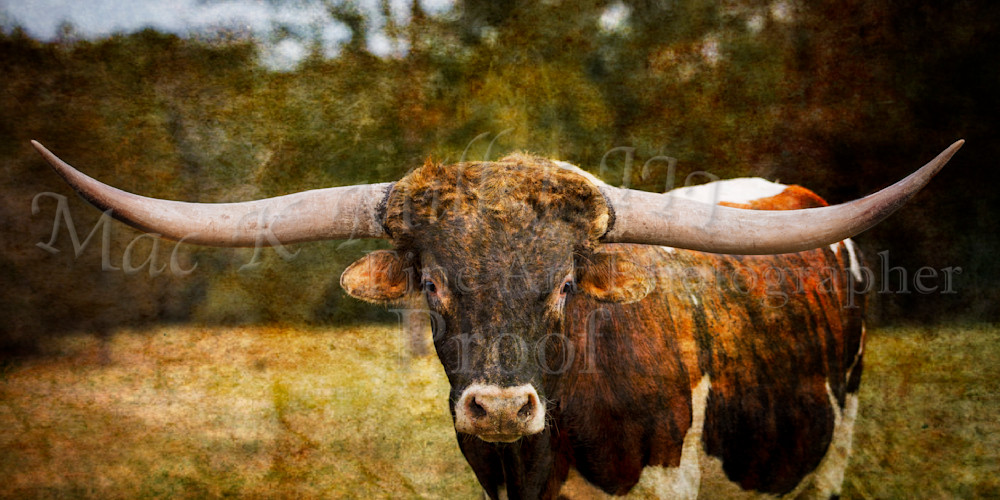 Texas Longhorn Cattle Art Print 5314 05