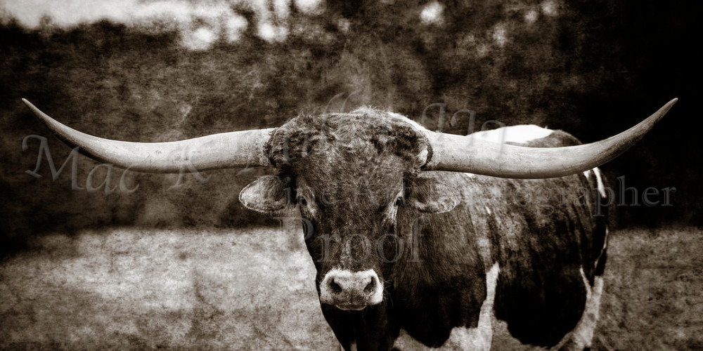 Texas Longhorn Cattle Wall Art 5314 50