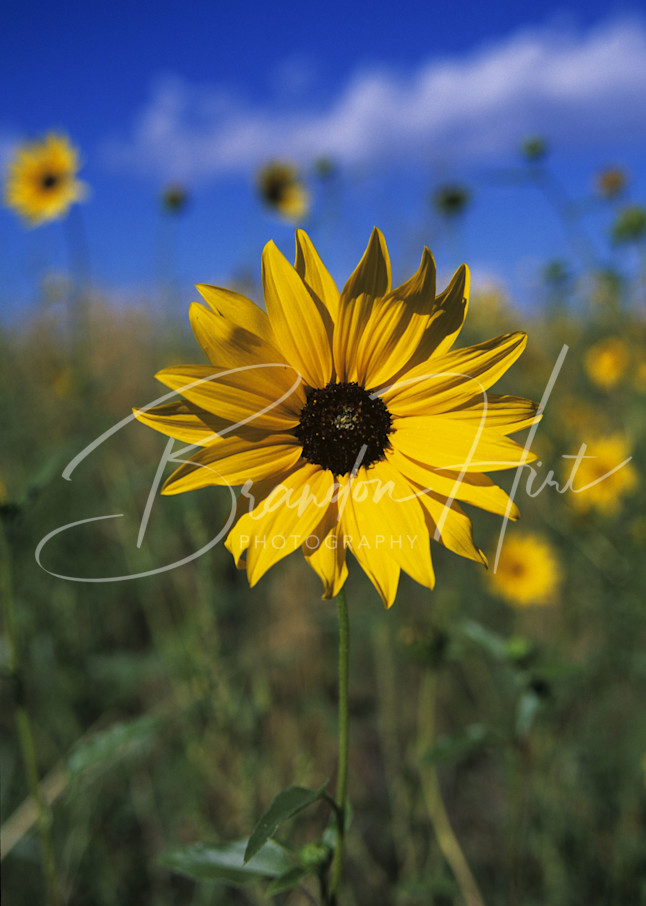 Front Range Sunflower Art | Brandon Hirt Photo