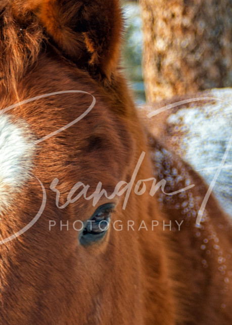Montana Horse Art | Brandon Hirt Photo