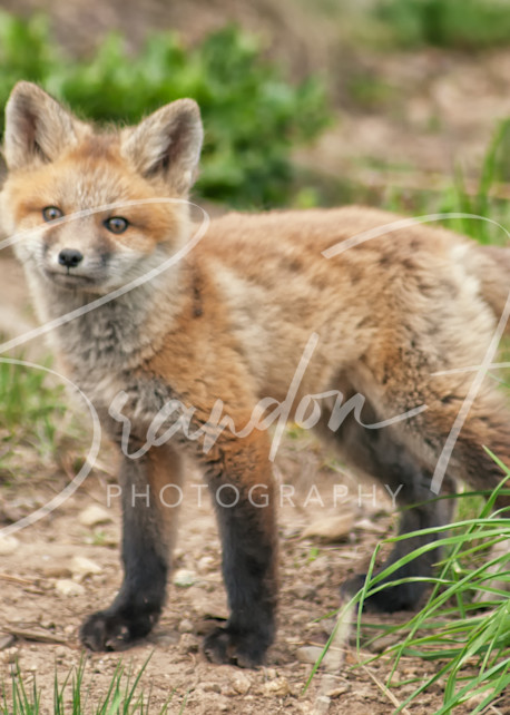 Cute Fox Colorado Art | Brandon Hirt Photo