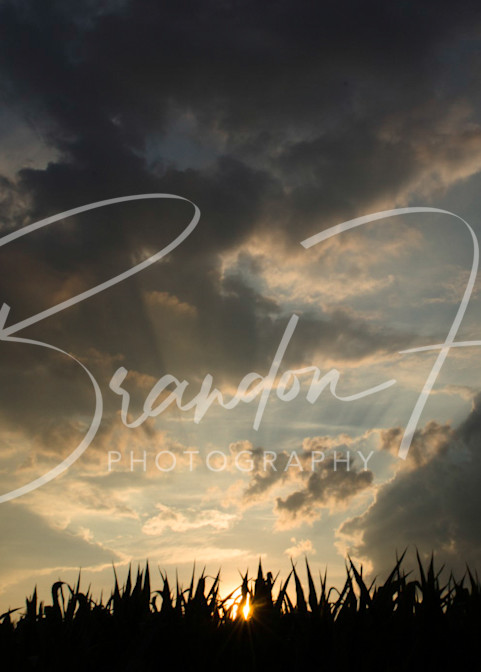 Corn Field Sunset Art | Brandon Hirt Photo