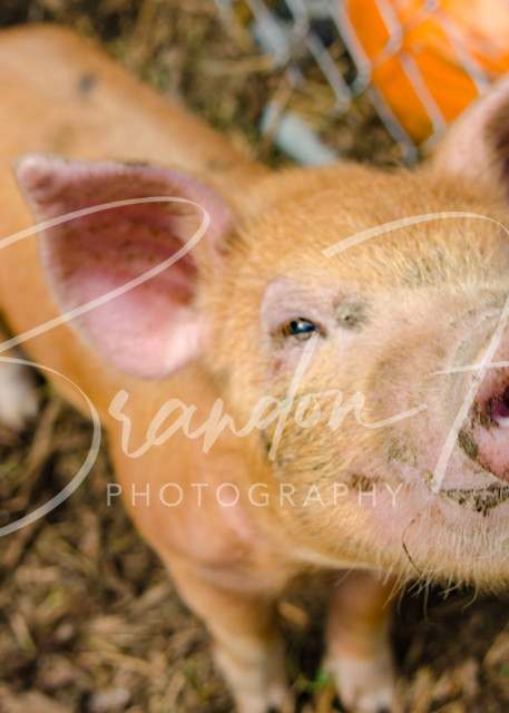 Snickers The Pig Art | Brandon Hirt Photo