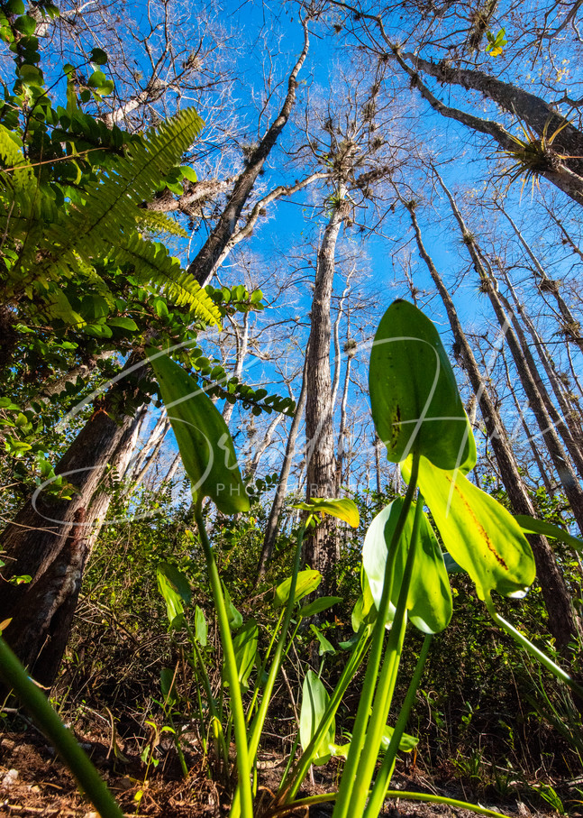 Big Cypress Swamp Art | Brandon Hirt Photo