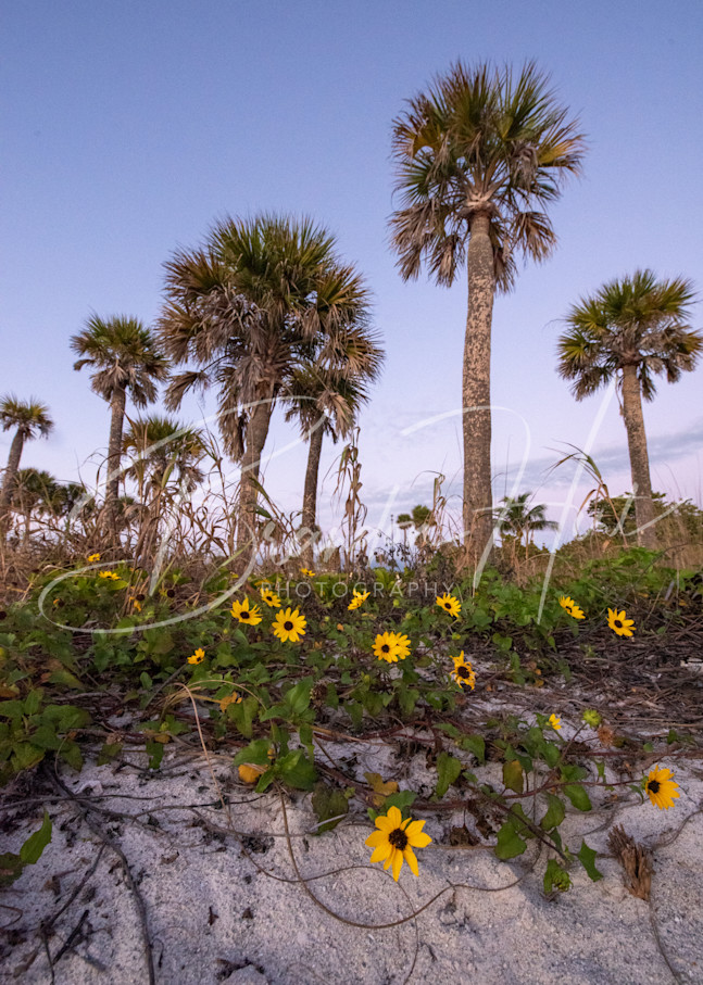 Beach Sunflowers in Florida at Sunset