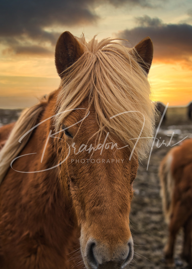 Icelandic Horse at sunset at Vestrahorn