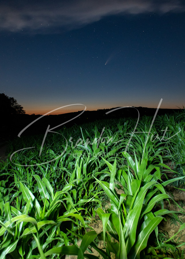 Comet Neowise in a corn field in Pennsylvania