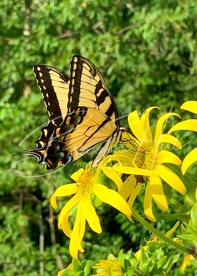 Butterfly at Brandywine Creek