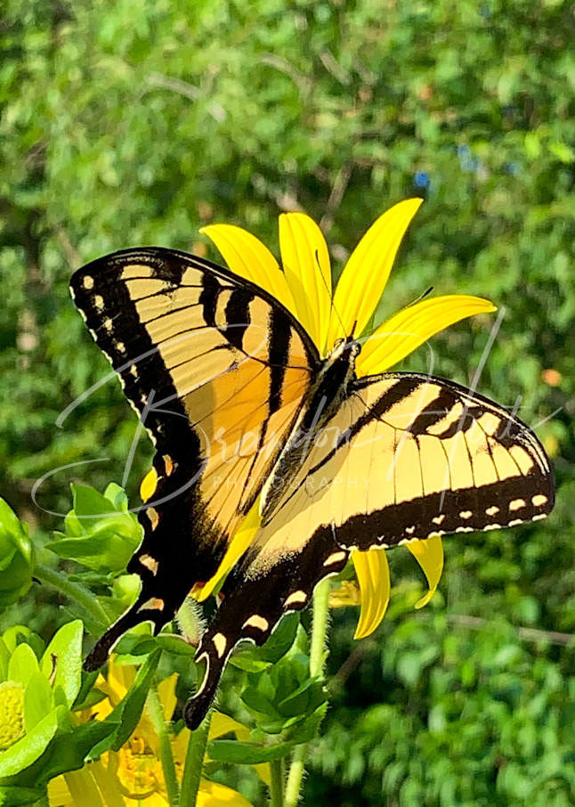 Yellow Butterfly