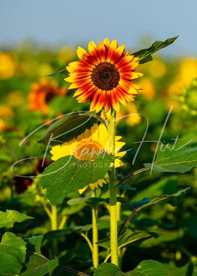Sunflower blooming in Pennsylvania field