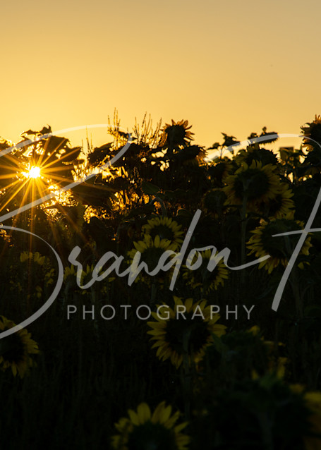 Morning Sunflower Art | Brandon Hirt Photo