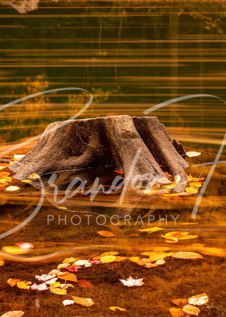 Stump in a Pennsylvania lake