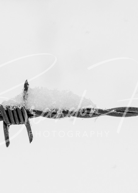 Barbed Snow Art | Brandon Hirt Photo