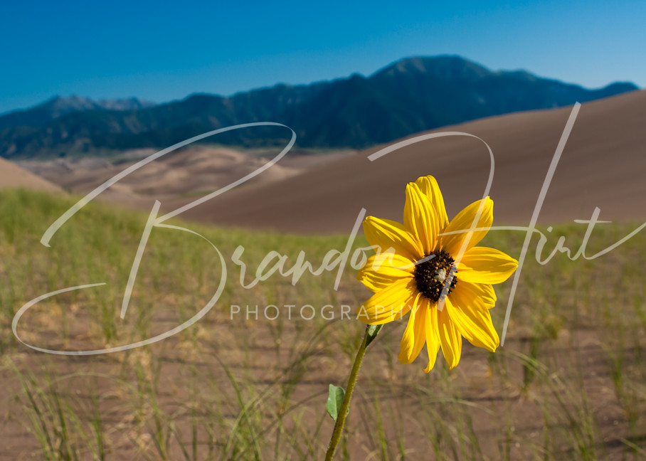 San Dunes Sunflower Art | Brandon Hirt Photo