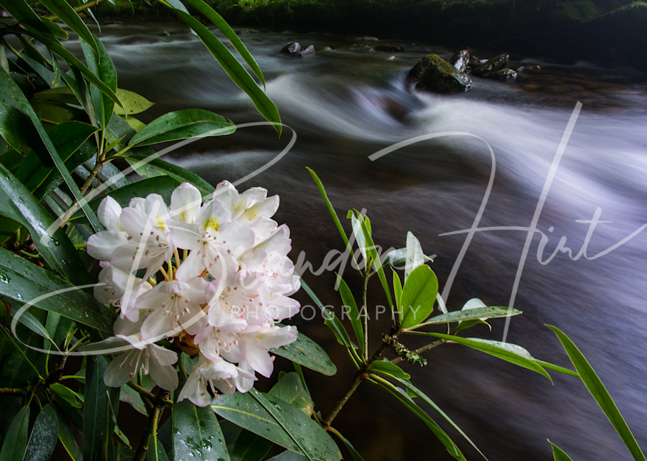 Rhododendron blooming along Cataloochee River in North Carolina