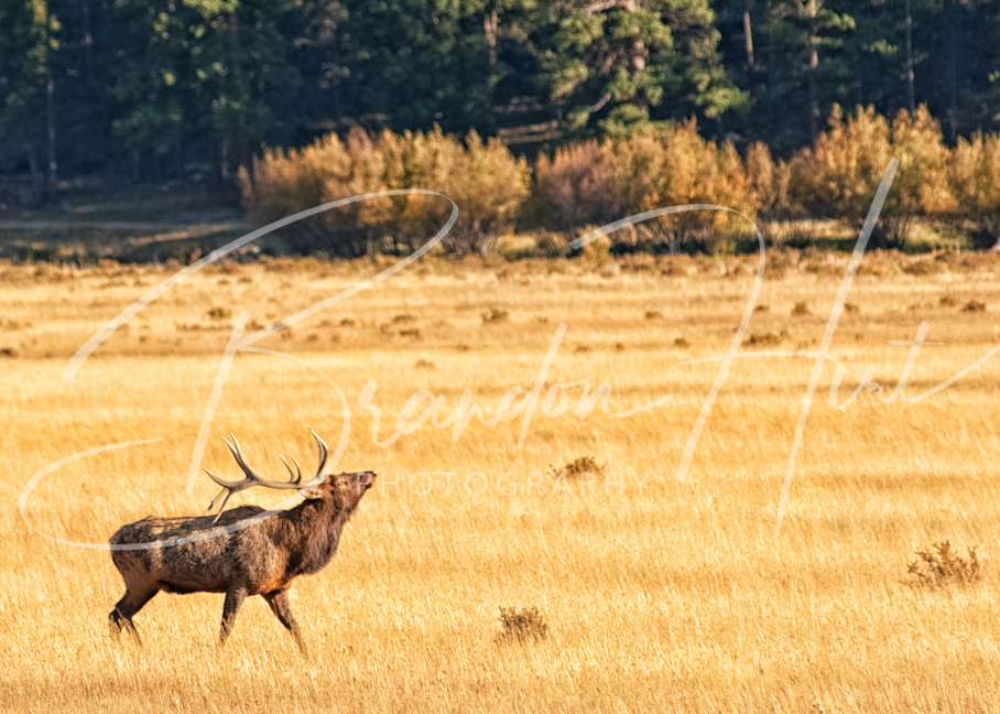 Elk Buggle Art | Brandon Hirt Photo