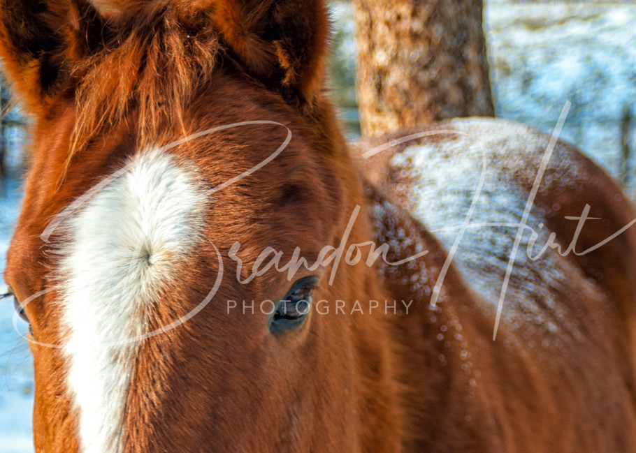Montana Horse Art | Brandon Hirt Photo