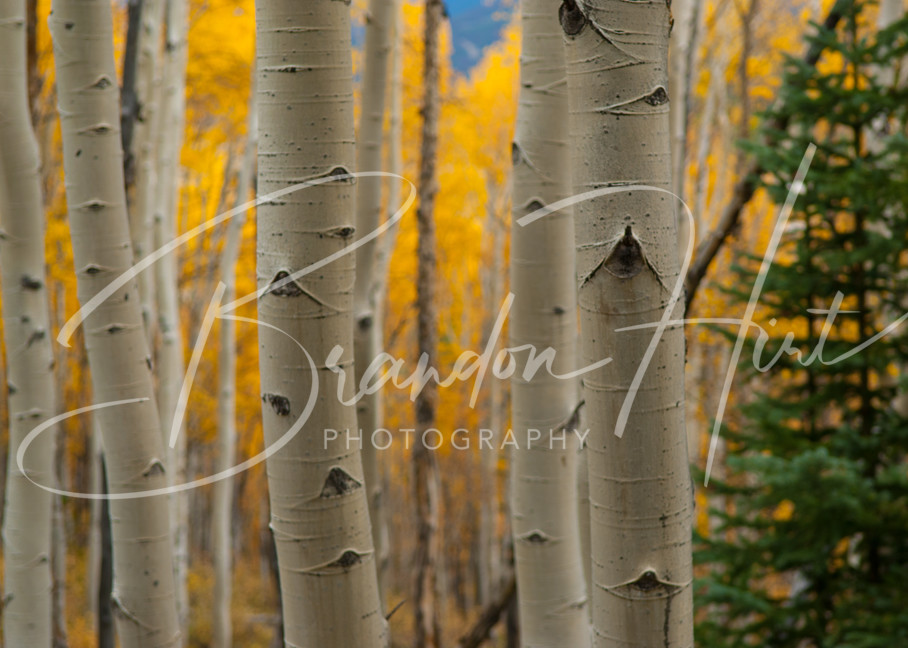 Aspen Pines Art | Brandon Hirt Photo
