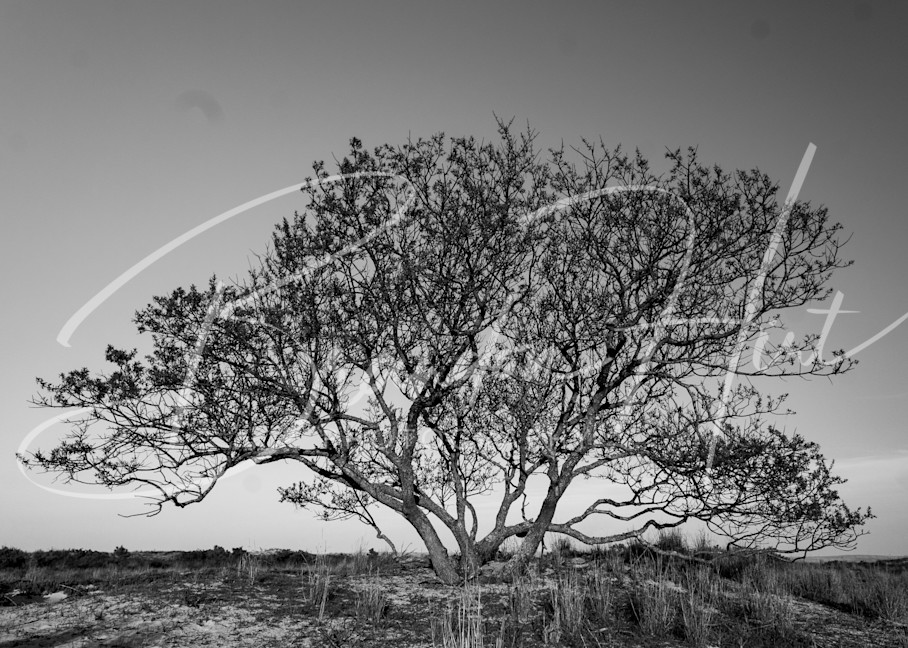 Assateague Island Tree Art | Brandon Hirt Photo
