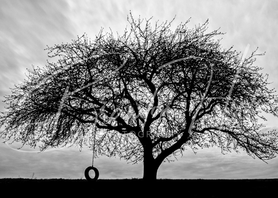 Tire Swing on an old apple tree