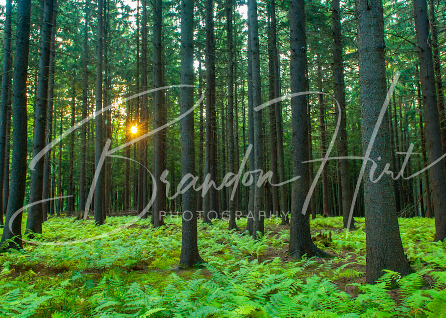 Pennsylvania woods at sunset