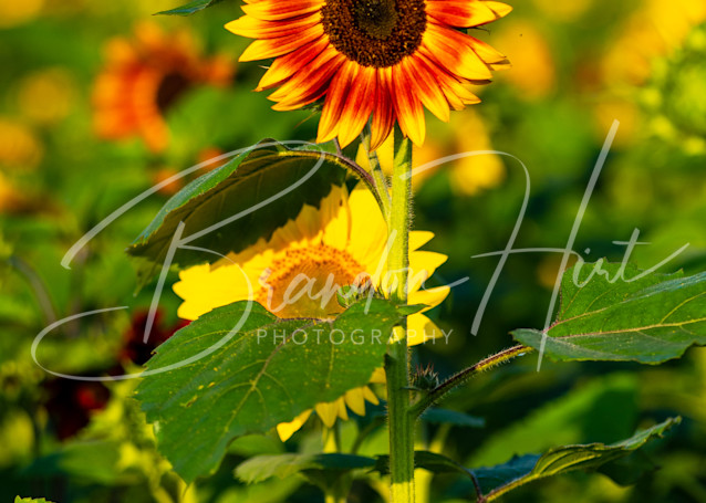 Sunflower blooming in Pennsylvania field