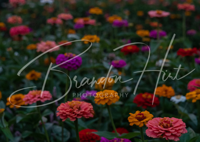Sunset Flowers Art | Brandon Hirt Photo
