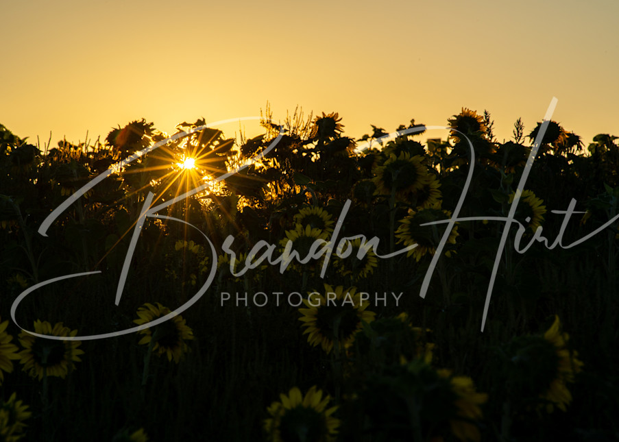 Morning Sunflower Art | Brandon Hirt Photo