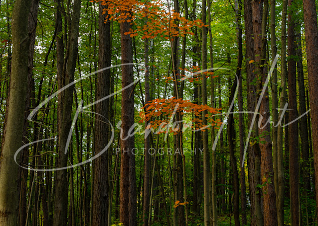 Pennsylvania forest at Autumn