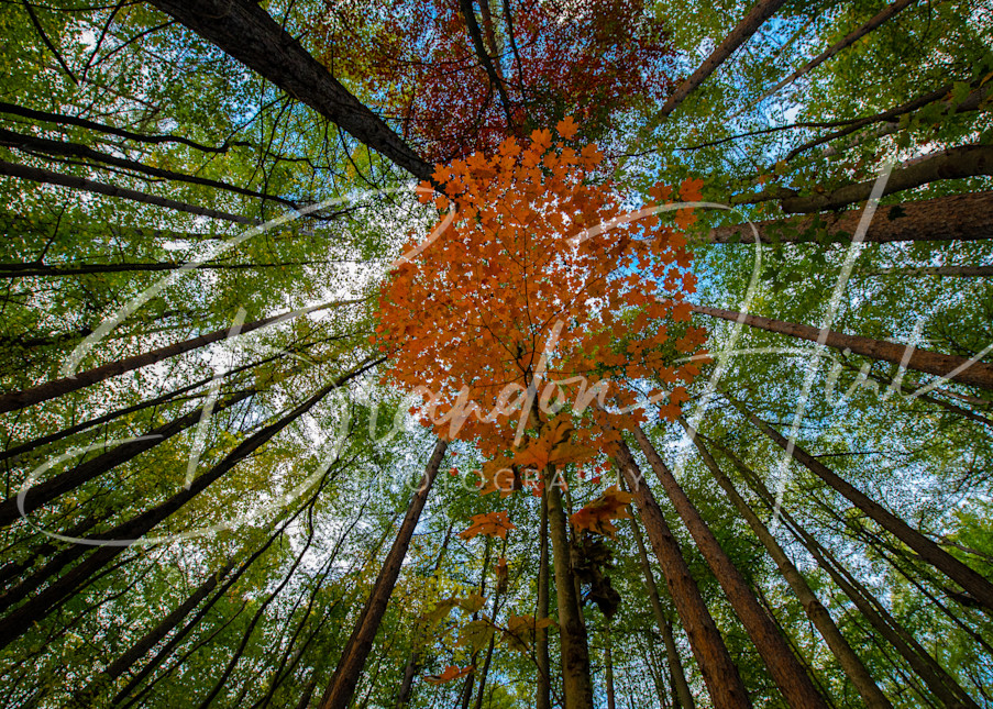 Single orange tree amongst the forest of pines