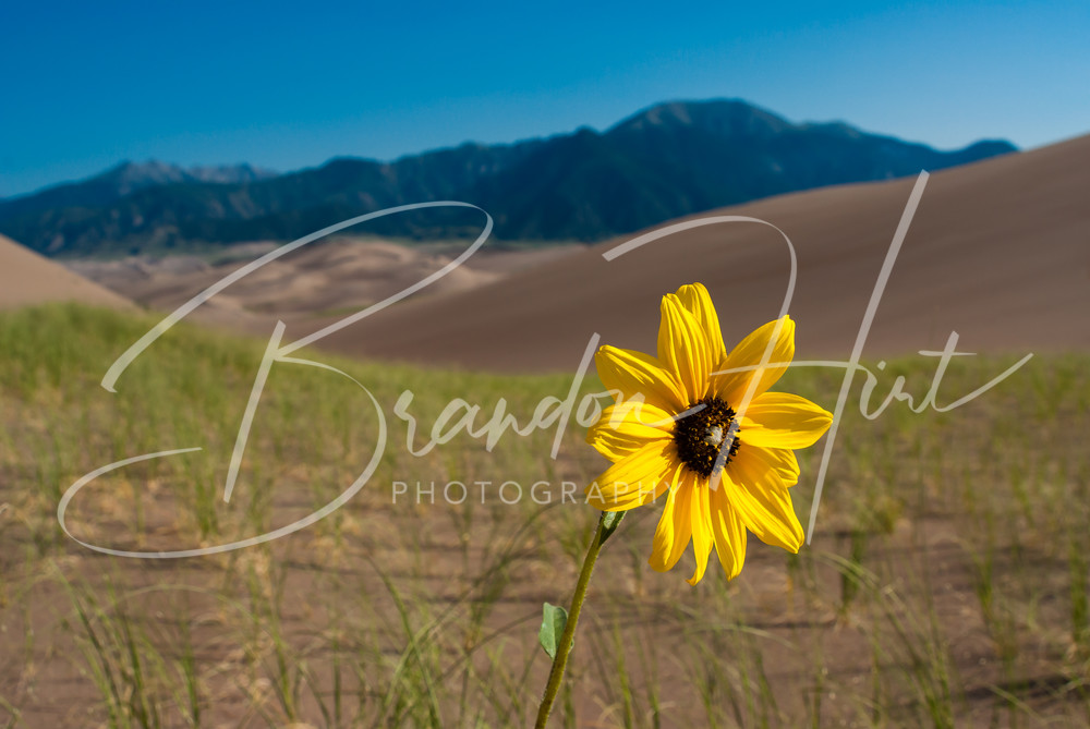 San Dunes Sunflower Art | Brandon Hirt Photo
