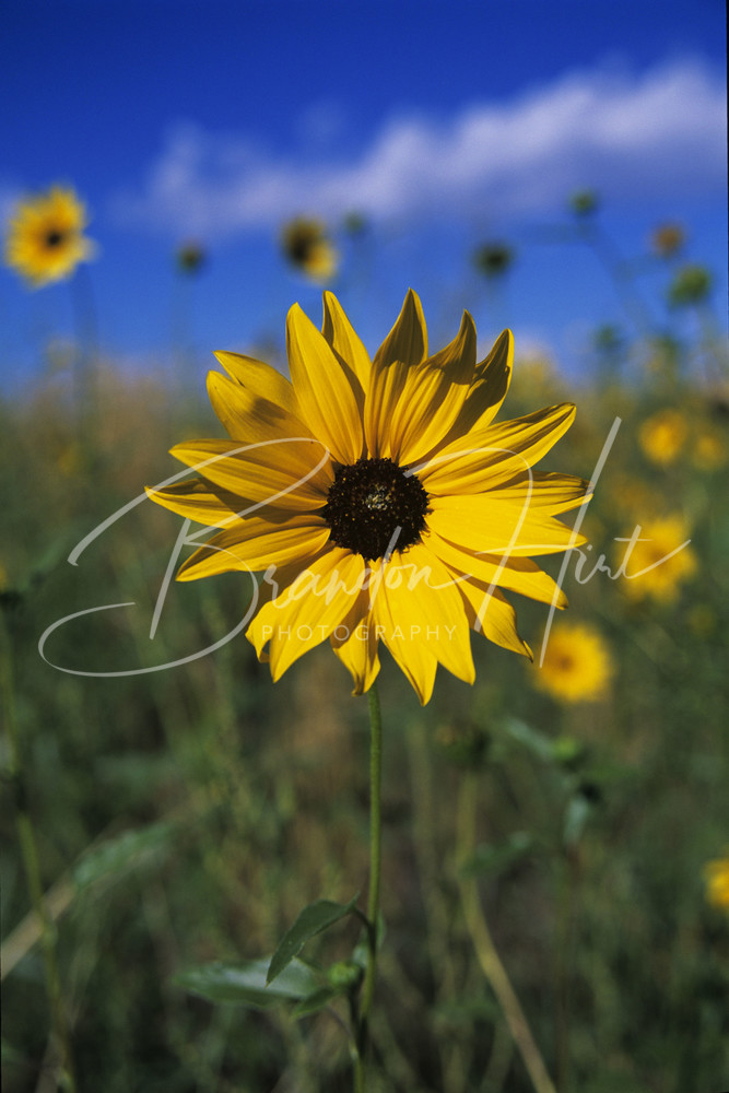 Front Range Sunflower Photography Art | Brandon Hirt Photo
