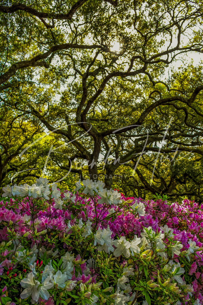 Charleston Flowers Art | Brandon Hirt Photo