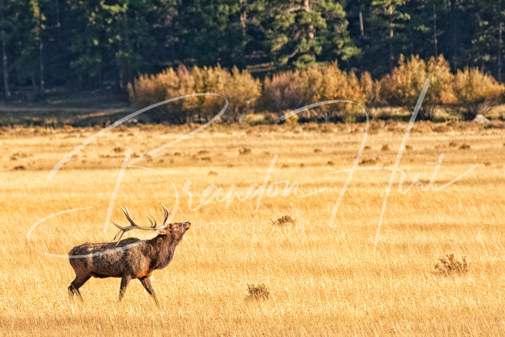 Elk Buggle Photography Art | Brandon Hirt Photo