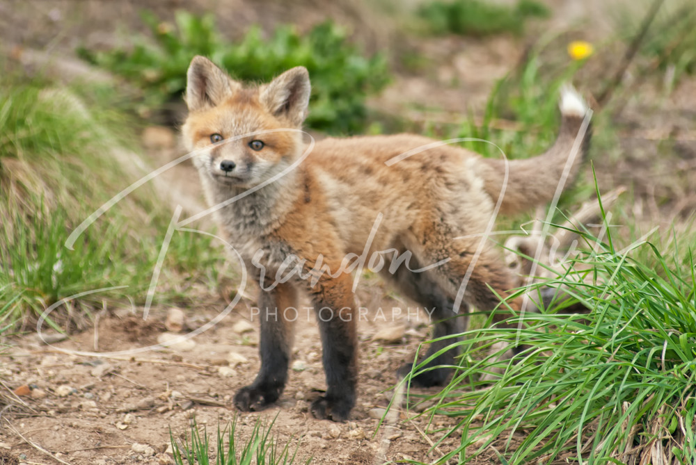 Cute Fox Colorado Photography Art | Brandon Hirt Photo