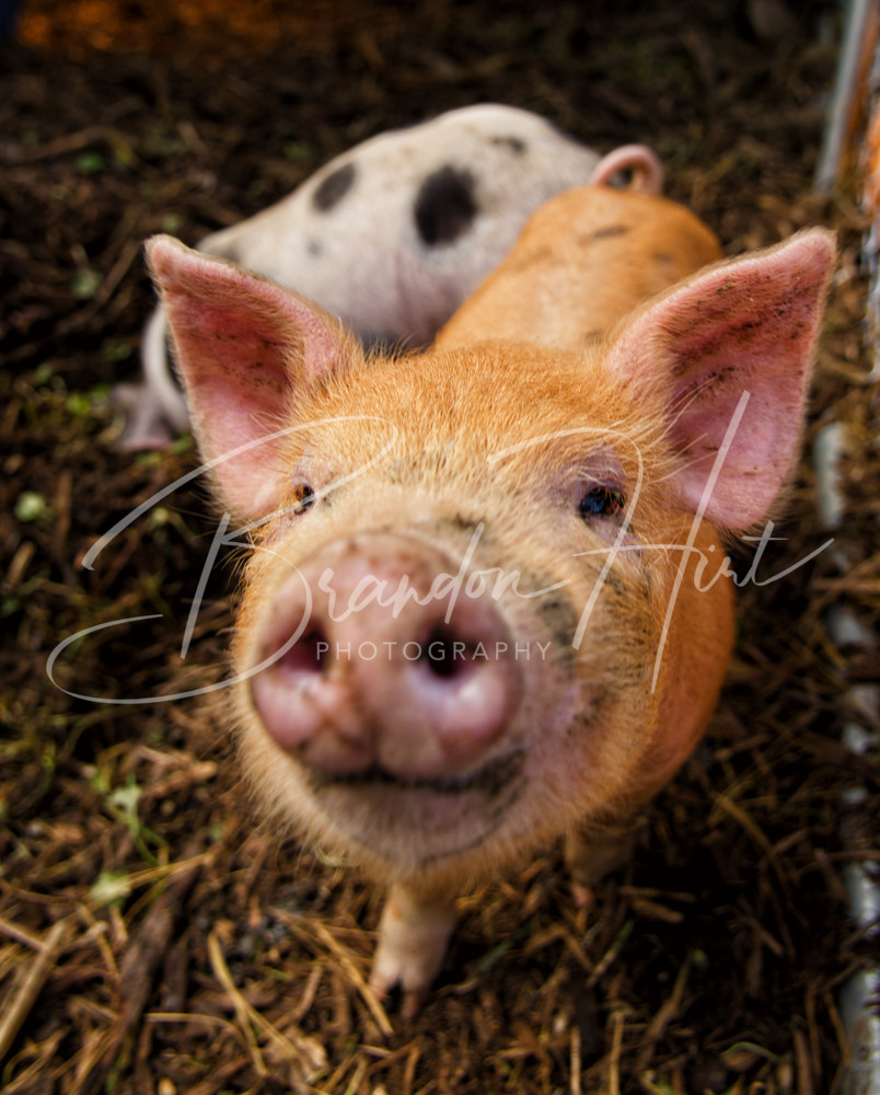 Snickers The Pig Photography Art | Brandon Hirt Photo