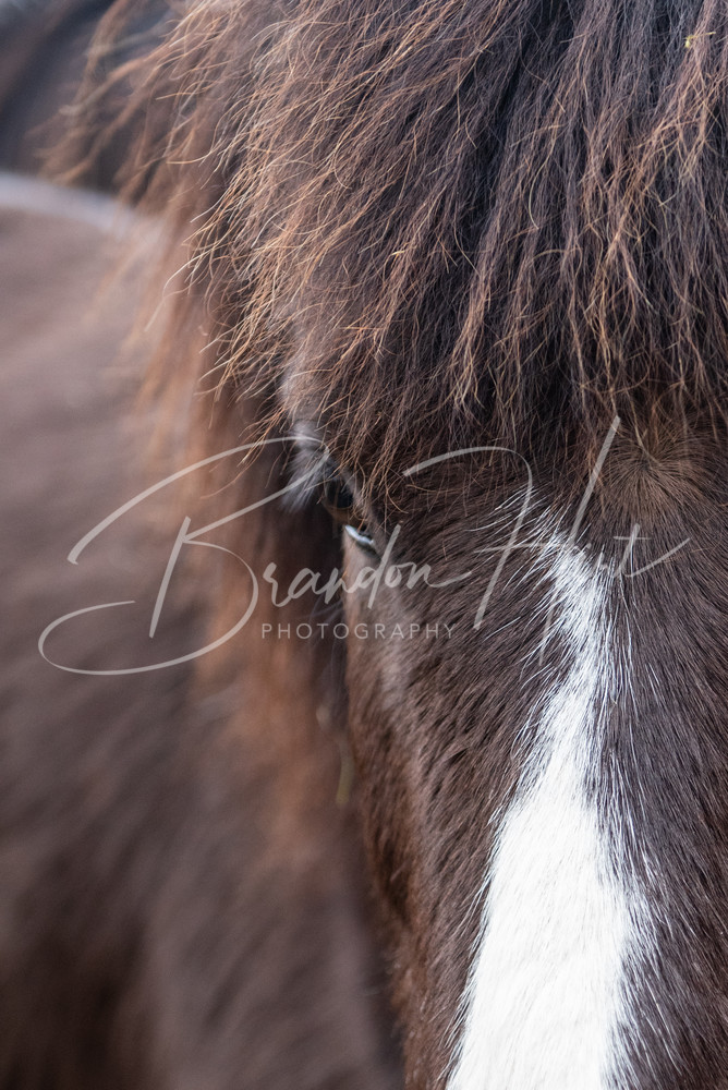 Skunk The Horse Photography Art | Brandon Hirt Photo