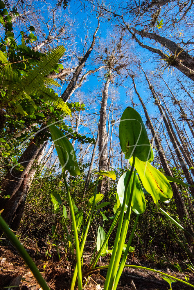 Big Cypress Swamp Art | Brandon Hirt Photo