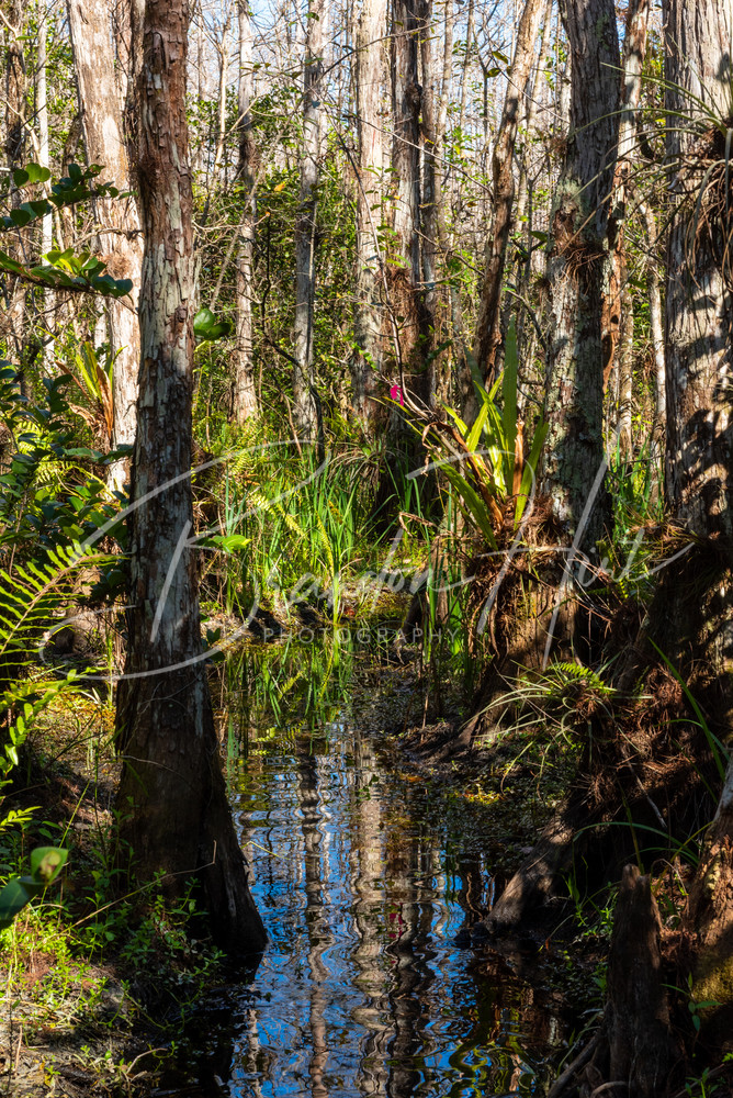 Swamp River Art | Brandon Hirt Photo