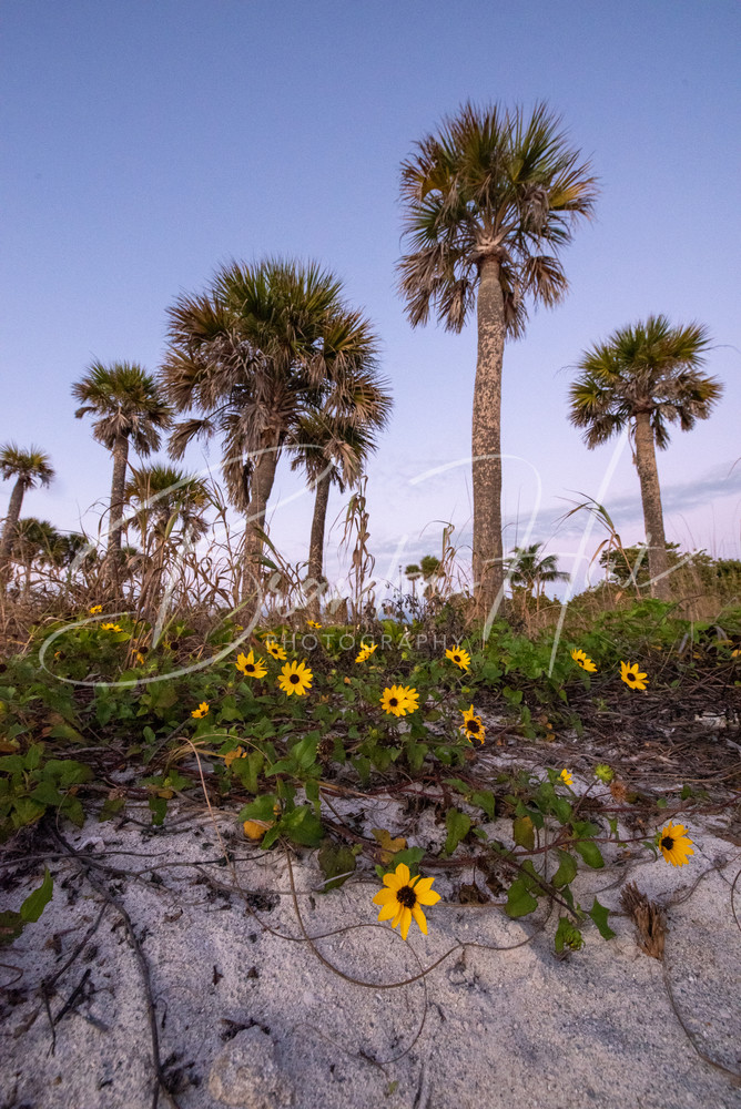 Beach Sunflowers in Florida at Sunset