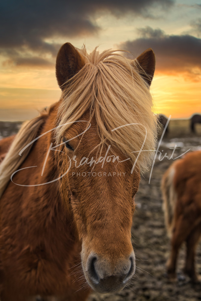 Icelandic Horse at sunset at Vestrahorn