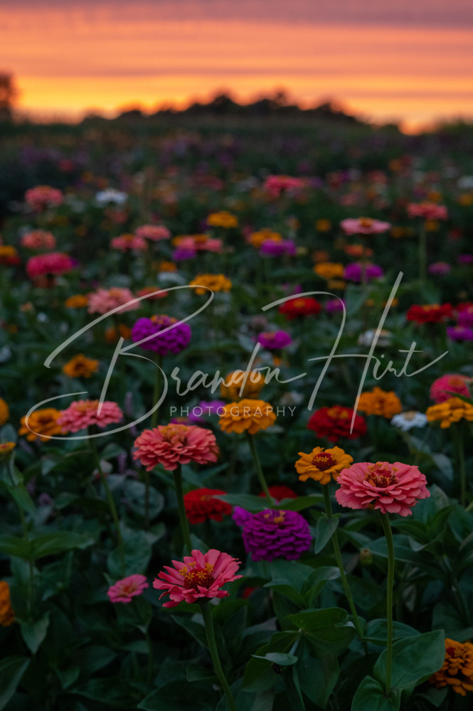 Sunset Flowers Art | Brandon Hirt Photo