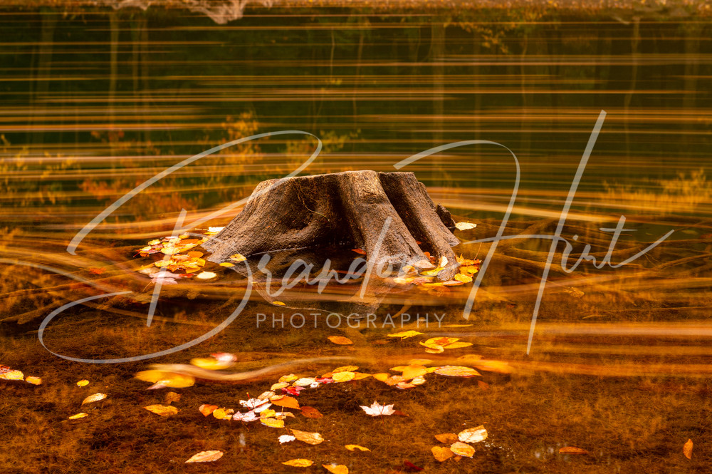 Stump in a Pennsylvania lake