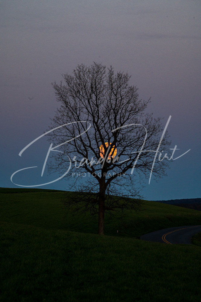 Super Moon In Tree Art | Brandon Hirt Photo
