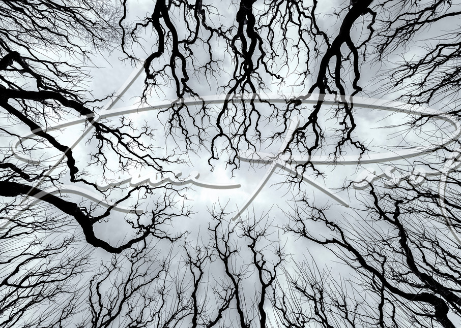 Mulberry Sky Photography Art | Lance Rosol Fine Art Photography