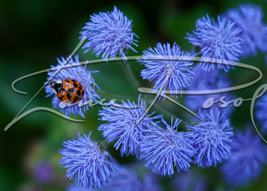 Ladybug Photography Art | Lance Rosol Fine Art Photography